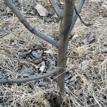 占地秋月梨树，晚秋梨树，黄冠梨树各种占地树馆陶县众康果品