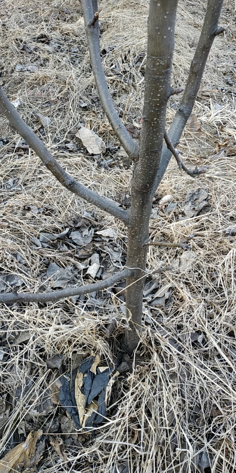 占地秋月梨树，晚秋梨树，黄冠梨树各种占地树馆陶县众康果品