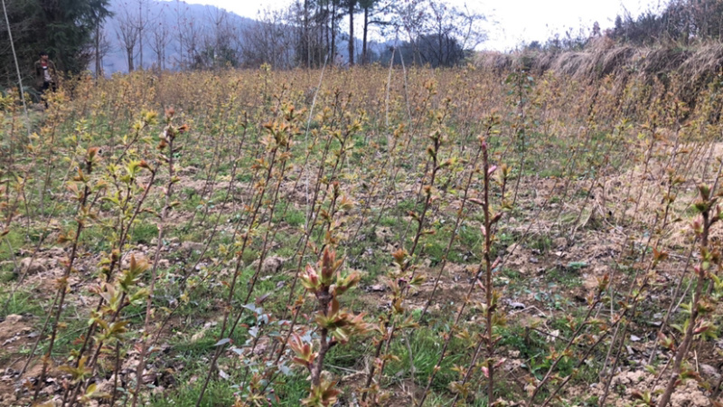 当年晚樱小苗价格美观质量可靠。………………