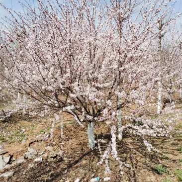 山桃精品山桃3到10公分量大