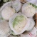 菜花，乳白紧花，单个1--3斤现货日供20万斤