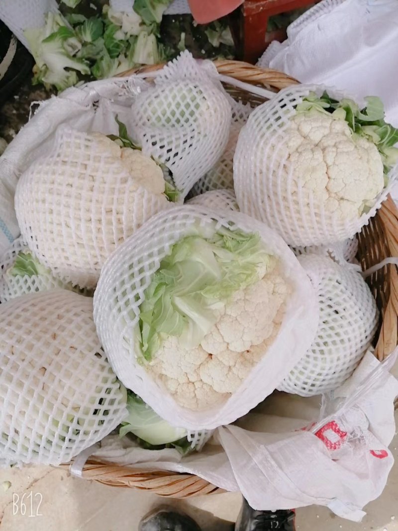 菜花，乳白紧花，单个1--3斤现货日供20万斤
