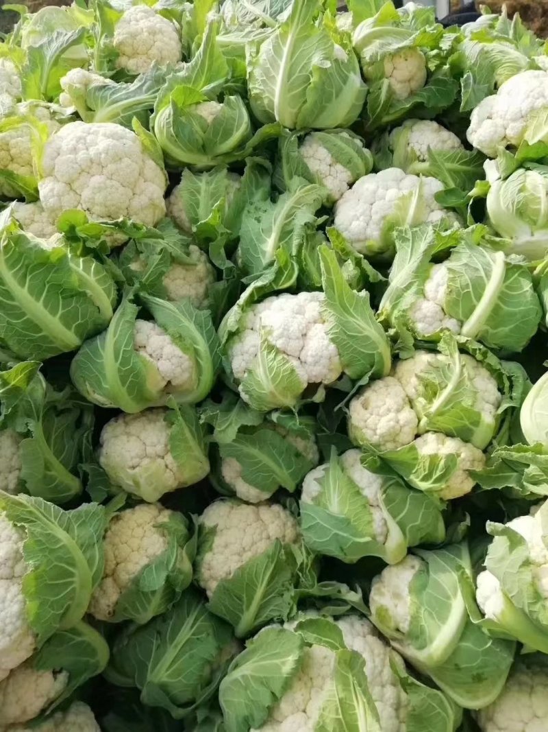 菜花，乳白紧花，单个1--3斤现货日供20万斤