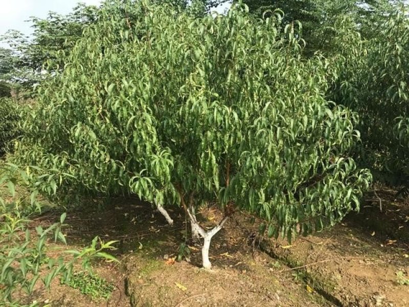 包邮芒果味黄金桃树苗，产量高果皮金黄，皮薄肉脆汁多有香气