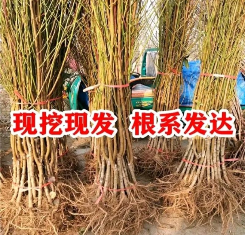 包邮芒果味黄金桃树苗，产量高果皮金黄，皮薄肉脆汁多有香气