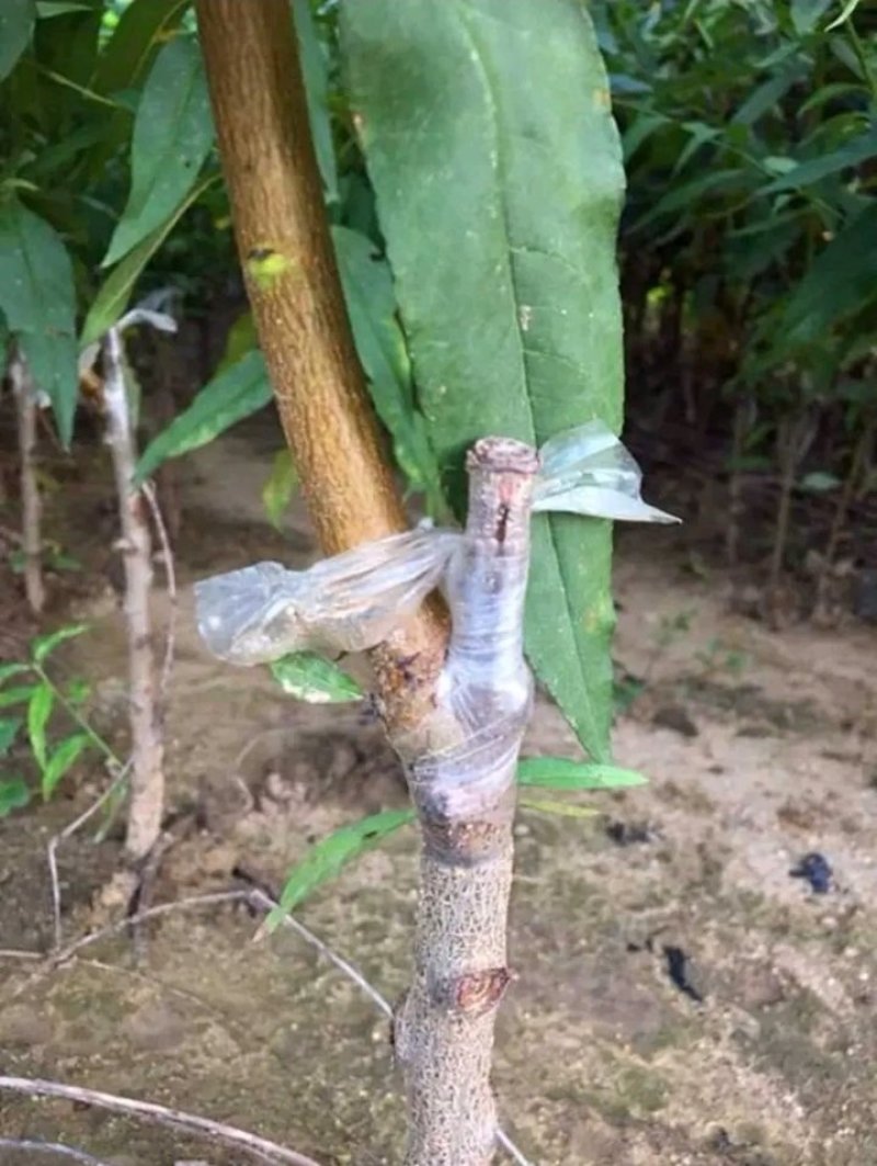 包邮芒果味黄金桃树苗，产量高果皮金黄，皮薄肉脆汁多有香气