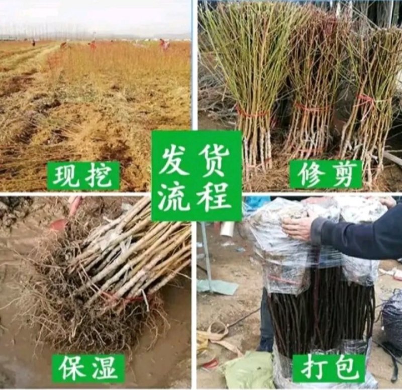 包邮芒果味黄金桃树苗，产量高果皮金黄，皮薄肉脆汁多有香气