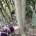 全国包邮芒果苗金煌芒果苗金煌芒杯苗金煌芒袋苗