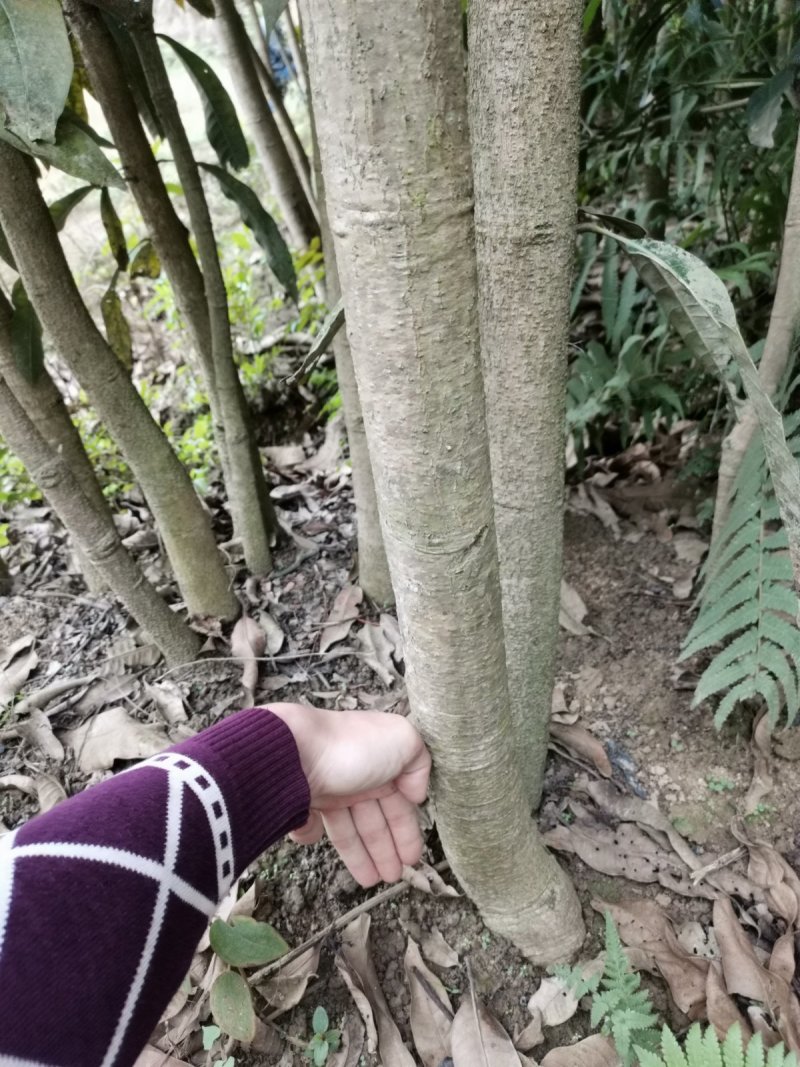 全国包邮芒果苗金煌芒果苗金煌芒杯苗金煌芒袋苗