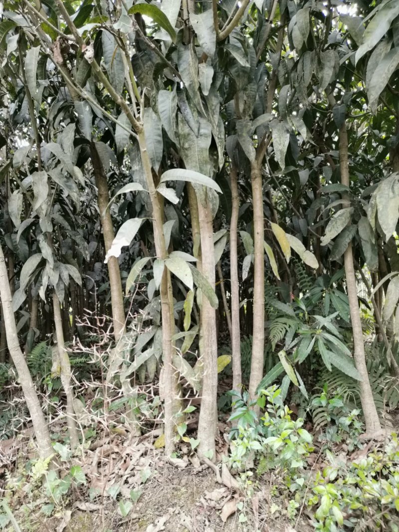 全国包邮芒果苗金煌芒果苗金煌芒杯苗金煌芒袋苗