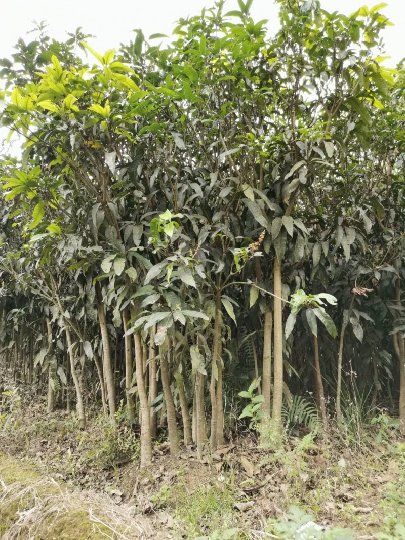 全国包邮芒果苗金煌芒果苗金煌芒杯苗金煌芒袋苗