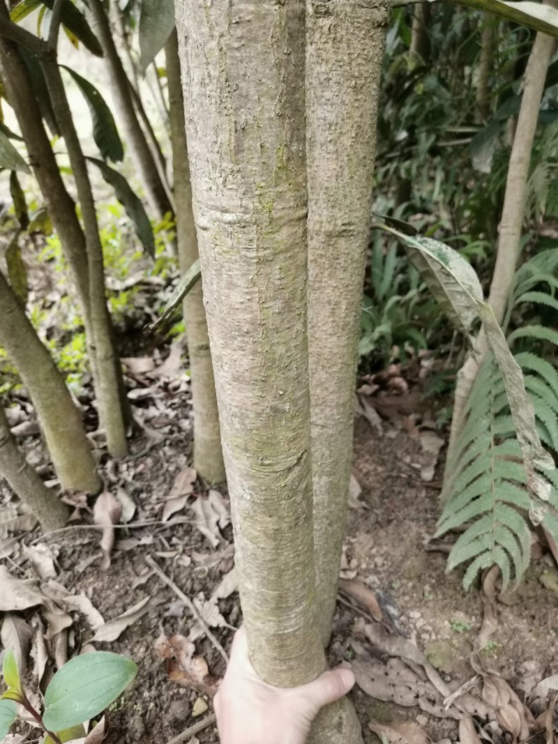 全国包邮芒果苗金煌芒果苗金煌芒杯苗金煌芒袋苗