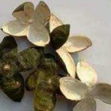 青皮，四花小青皮，常年批发供应浙江货