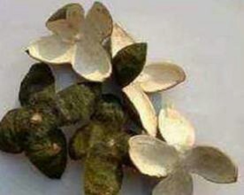 青皮，四花小青皮，常年批发供应浙江货