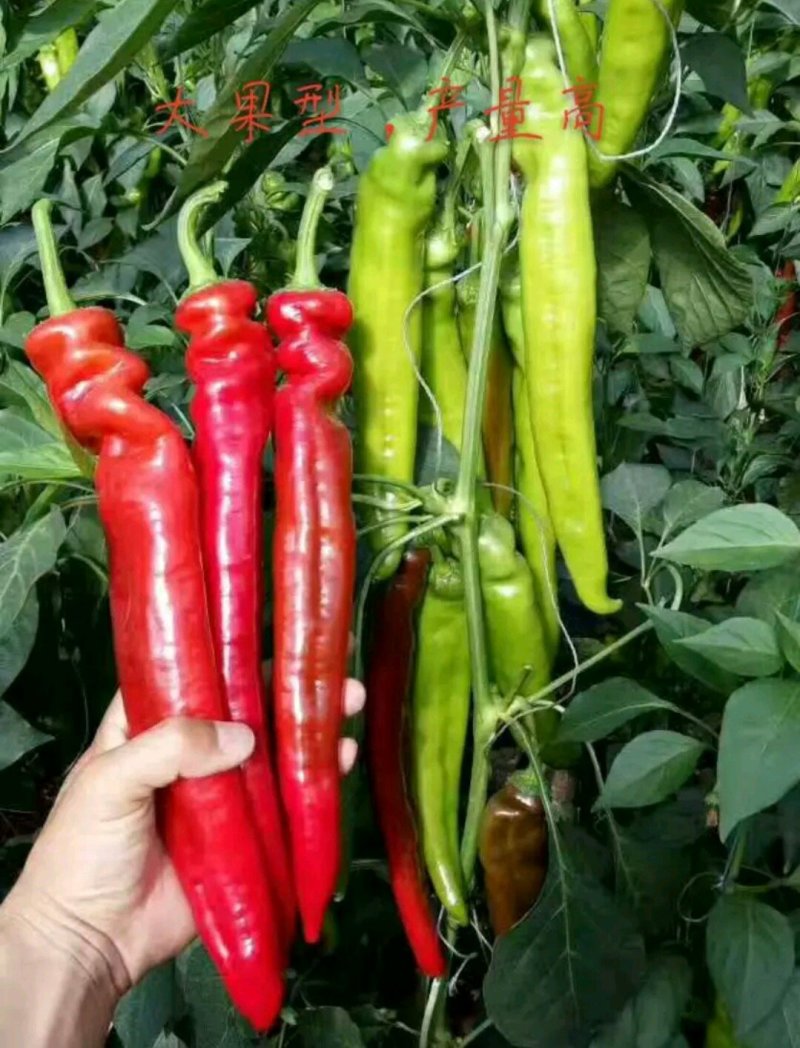 辣椒苗/青椒苗/芜湖椒/苏椒五号辣椒苗螺丝椒苗，线椒苗