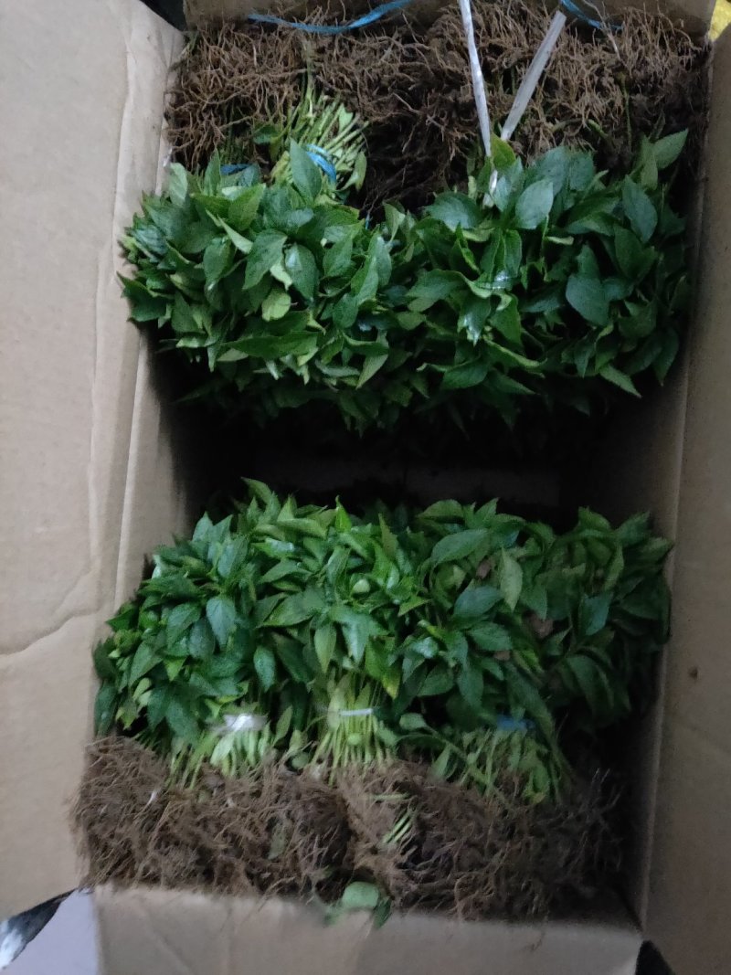 辣椒苗/青椒苗/芜湖椒/苏椒五号辣椒苗螺丝椒苗，线椒苗