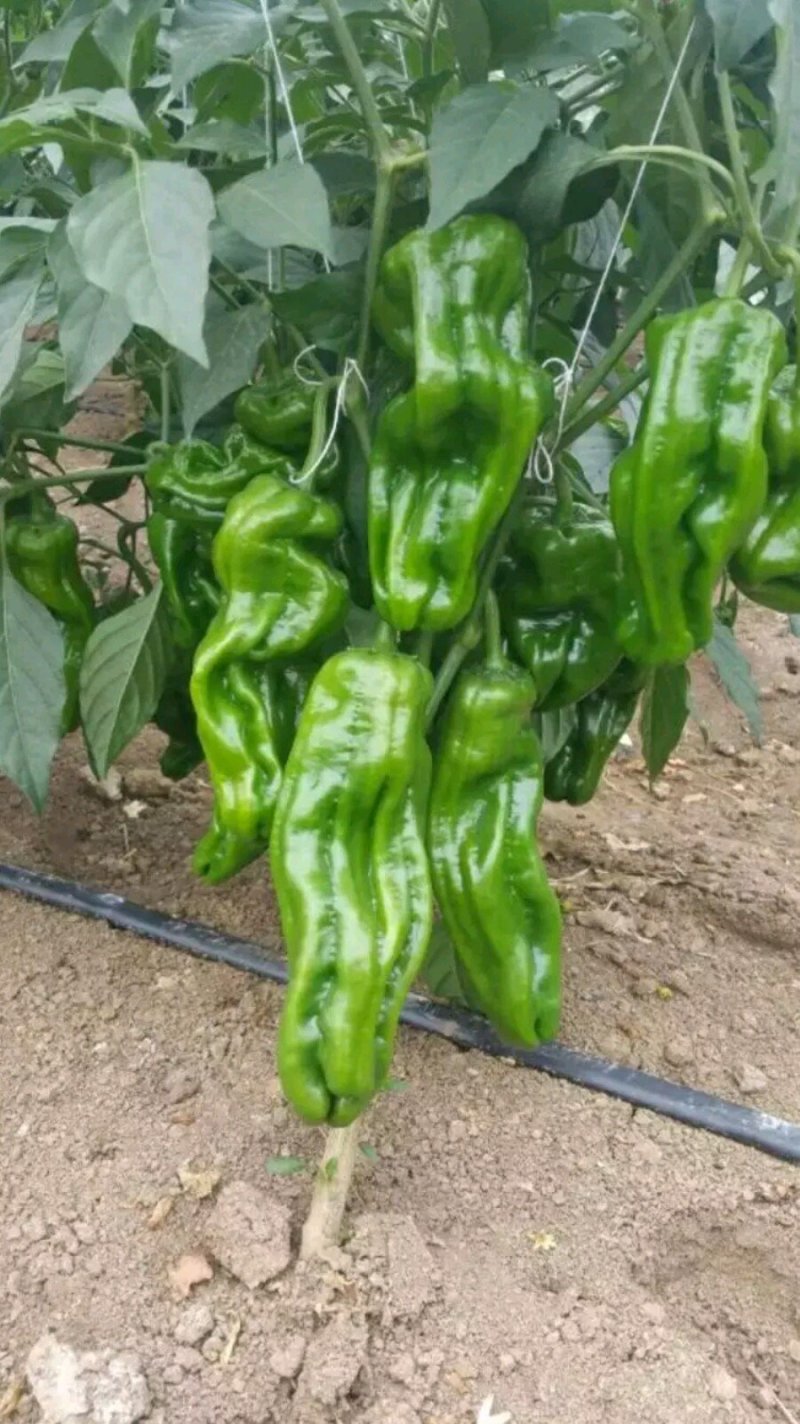 辣椒苗/青椒苗/芜湖椒/苏椒五号辣椒苗螺丝椒苗，线椒苗