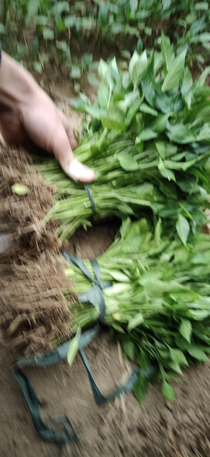 辣椒苗/青椒苗/芜湖椒/苏椒五号辣椒苗螺丝椒苗，线椒苗