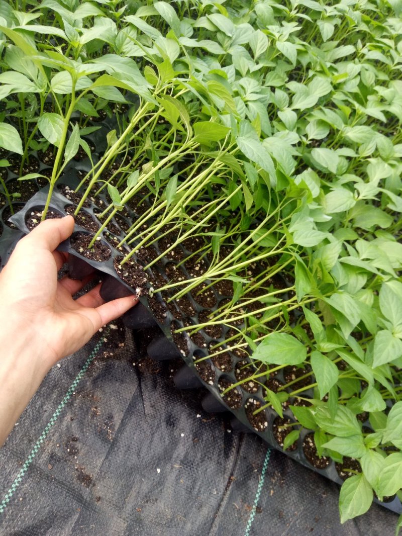 辣椒苗/青椒苗/芜湖椒/苏椒五号辣椒苗螺丝椒苗，线椒苗