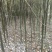 香樟苗，香樟树苗，樟树，批发零售，2株起发2到8公分包邮