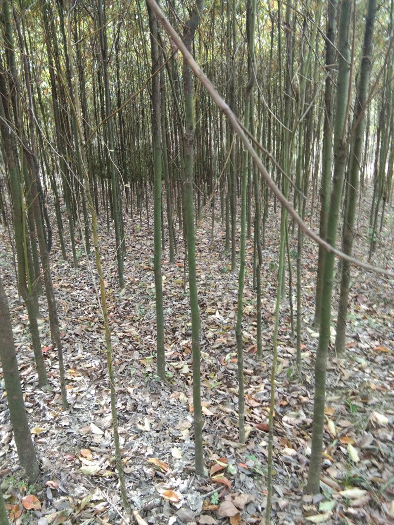 香樟苗，香樟树苗，樟树，批发零售，2株起发2到8公分包邮
