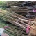 阳山水蜜桃树苗嫁接五月红水蜜桃树苗地栽盆栽庭院果树苗当年