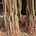 阳山水蜜桃树苗嫁接五月红水蜜桃树苗地栽盆栽庭院果树苗当年