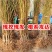 阳山水蜜桃树苗嫁接五月红水蜜桃树苗地栽盆栽庭院果树苗当年
