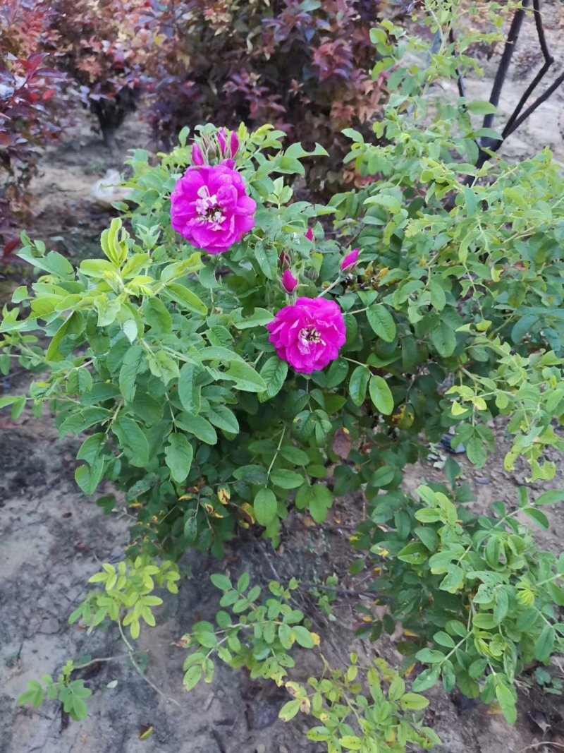 玫瑰红玫瑰绿化苗木玫瑰各种规格齐全