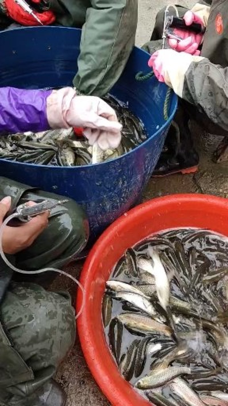 大口鲶鱼苗，叉尾鮰鱼淡水鱼苗鱼苗鲶鱼苗全国发货