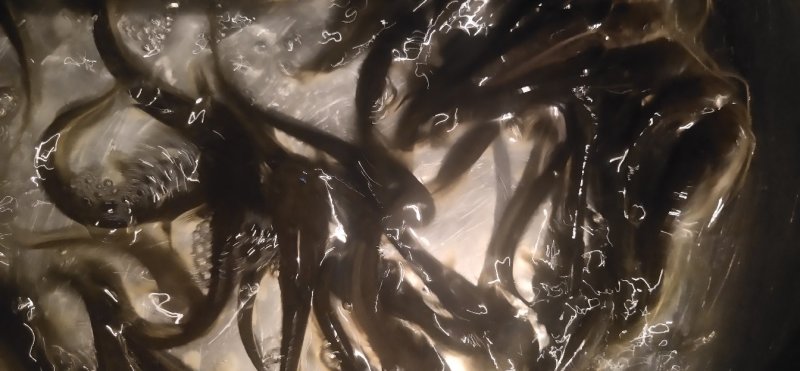 大口鲶鱼苗，叉尾鮰鱼淡水鱼苗鱼苗鲶鱼苗全国发货