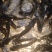 大口鲶鱼苗，叉尾鮰鱼淡水鱼苗鱼苗鲶鱼苗全国发货