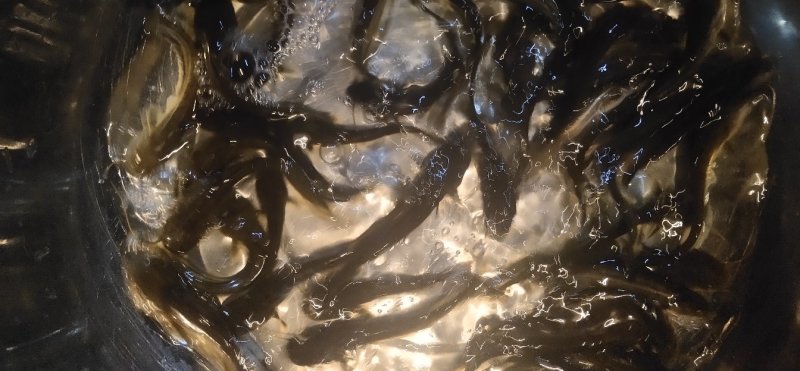 大口鲶鱼苗，叉尾鮰鱼淡水鱼苗鱼苗鲶鱼苗全国发货
