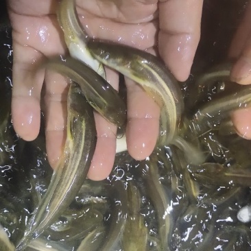 大口鲶鱼苗，叉尾鮰鱼淡水鱼苗鱼苗鲶鱼苗全国发货