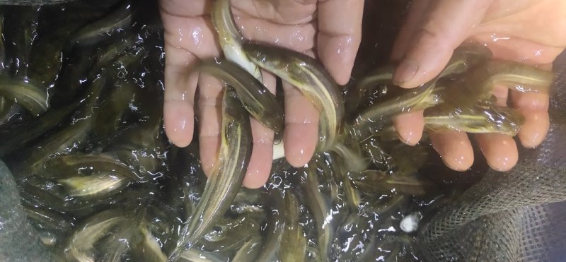 大口鲶鱼苗，叉尾鮰鱼淡水鱼苗鱼苗鲶鱼苗全国发货