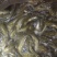 大口鲶鱼苗，叉尾鮰鱼淡水鱼苗鱼苗鲶鱼苗全国发货