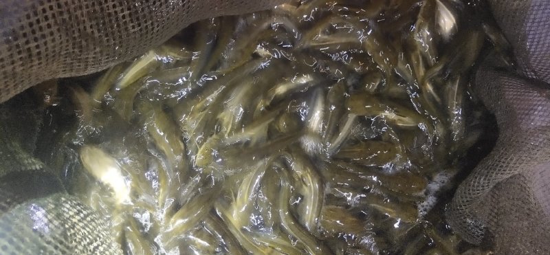 大口鲶鱼苗，叉尾鮰鱼淡水鱼苗鱼苗鲶鱼苗全国发货