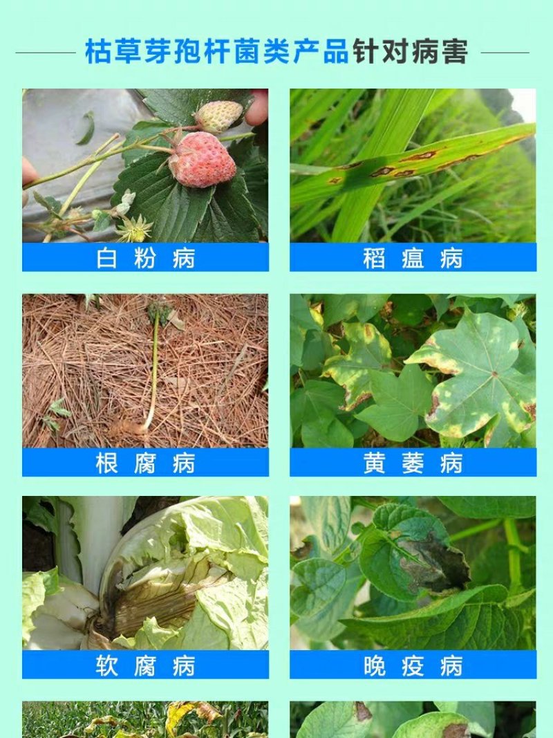 枯草芽孢杆菌1000亿/克枯萎病根腐病微生物菌剂杀菌剂