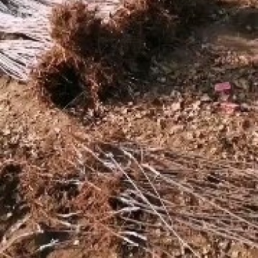 绿化，果树，各种杯苗裸根苗