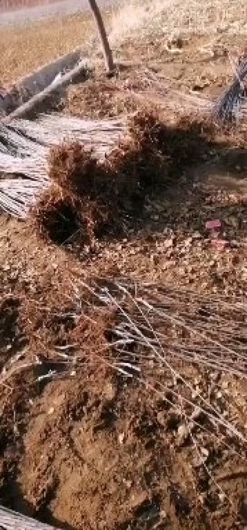 绿化，果树，各种杯苗裸根苗