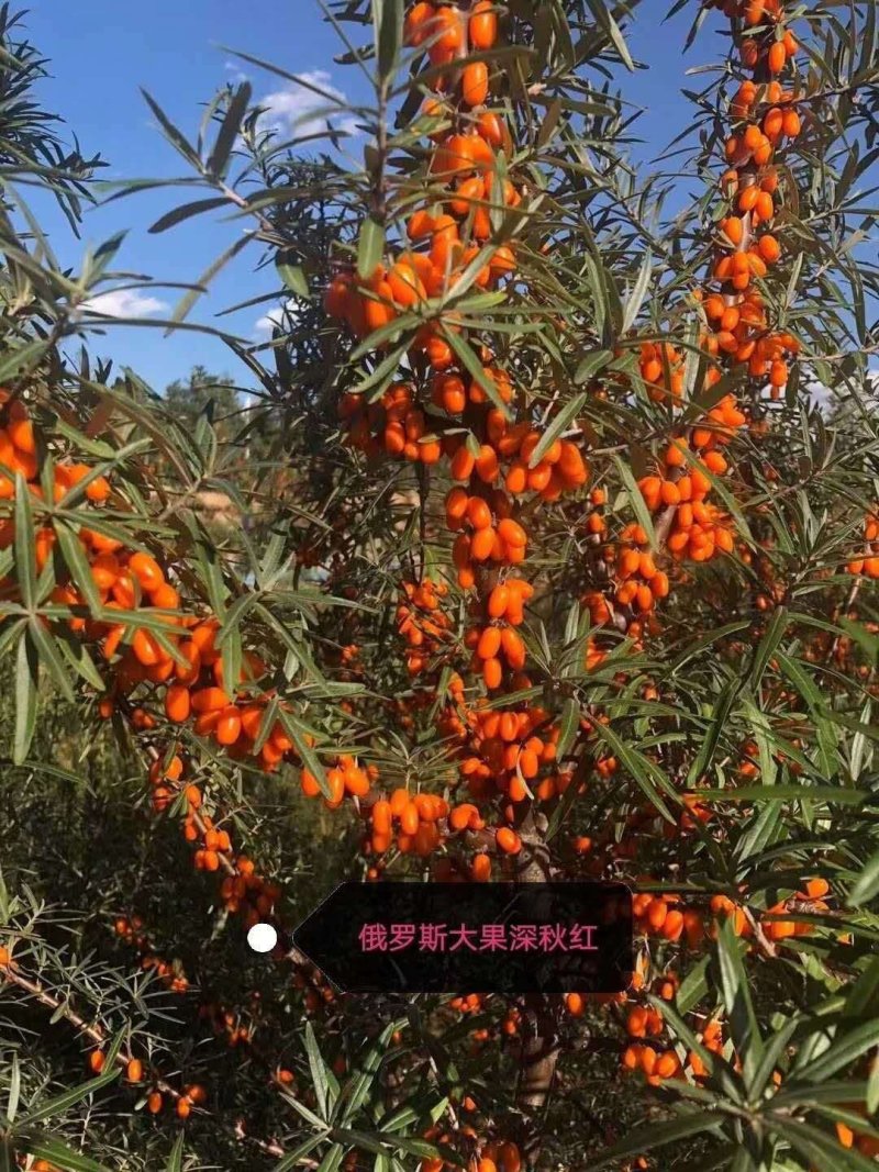 绿化，果树，各种杯苗裸根苗