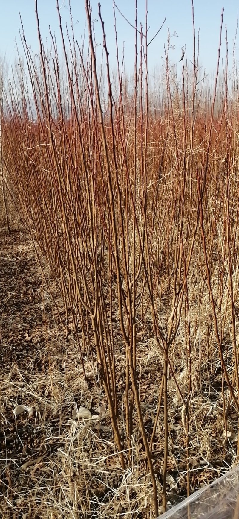 绿化，果树，各种杯苗裸根苗