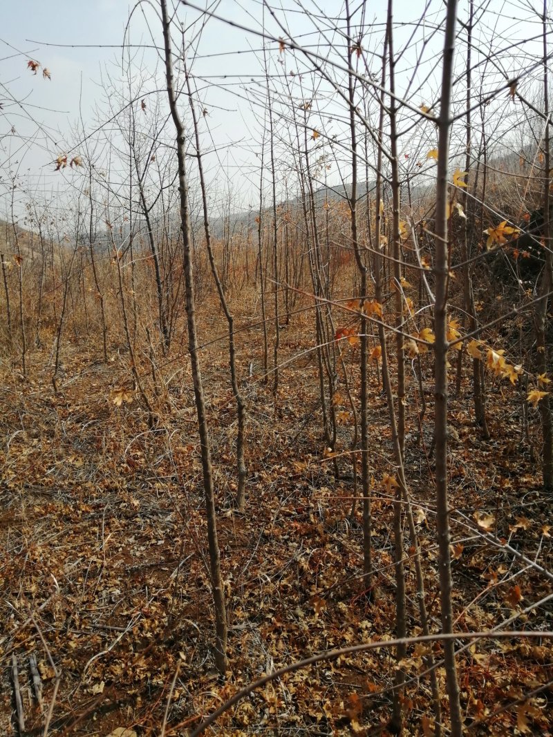绿化，果树，各种杯苗裸根苗