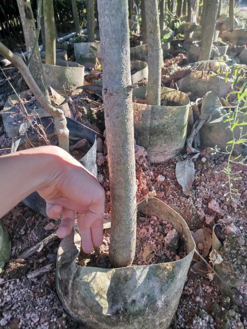 全国包邮芒果苗金煌芒果苗金煌芒杯苗金煌芒袋苗