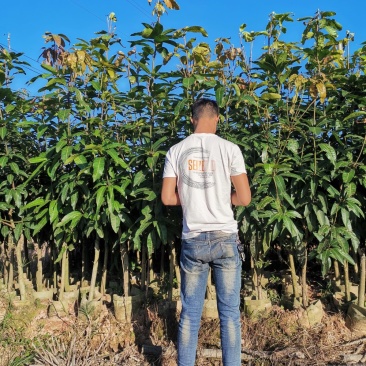 全国包邮芒果苗金煌芒果苗金煌芒杯苗金煌芒袋苗