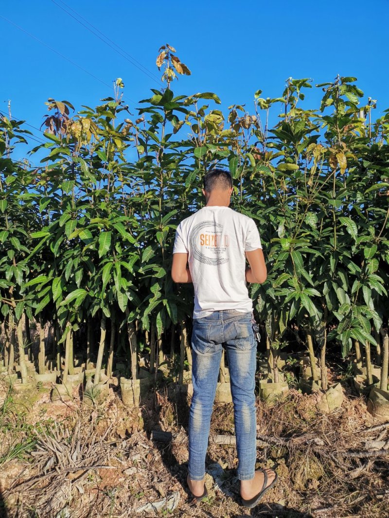 全国包邮芒果苗金煌芒果苗金煌芒杯苗金煌芒袋苗