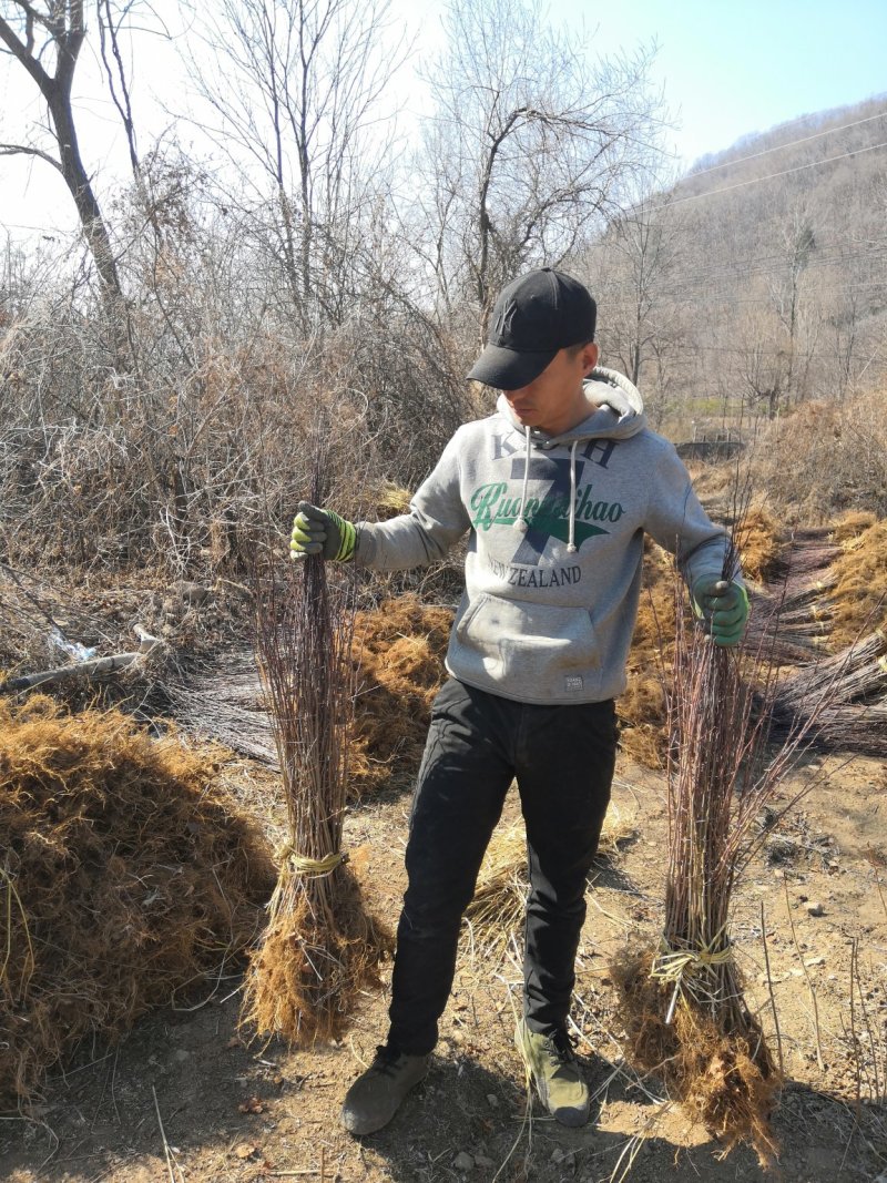 自产自销，山荆子苗，