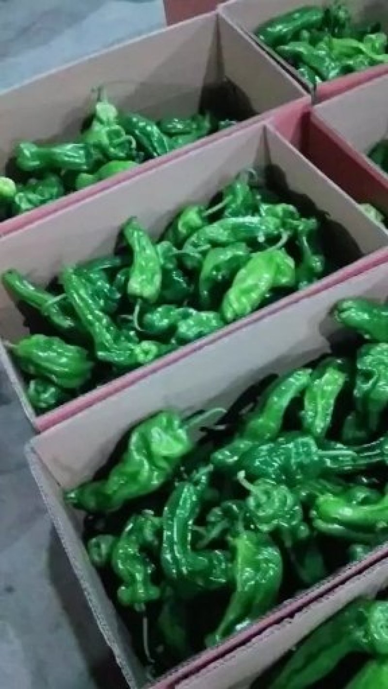 山东辣椒，鲜辣椒，薄皮椒，精品芜湖椒，产地直销，一手货源