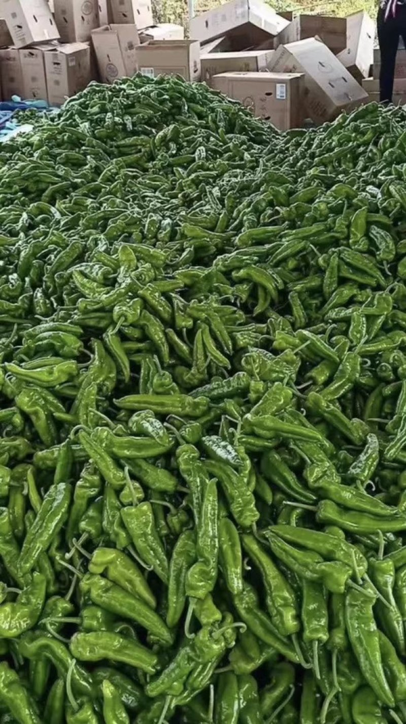 山东辣椒，鲜辣椒，薄皮椒，精品芜湖椒，产地直销，一手货源