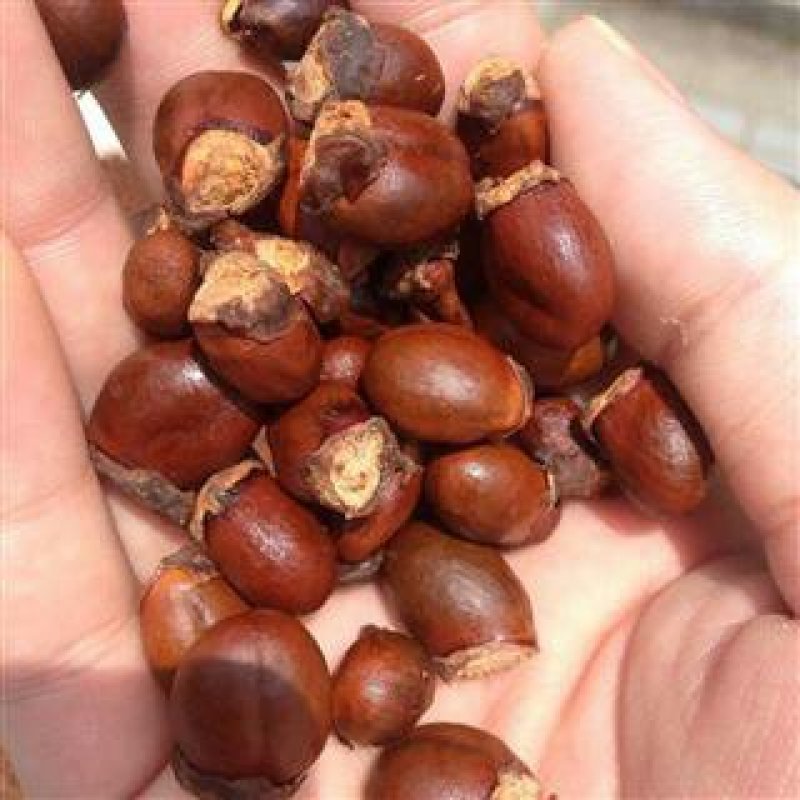 荔枝核，常年批发供应荔枝核，中药材